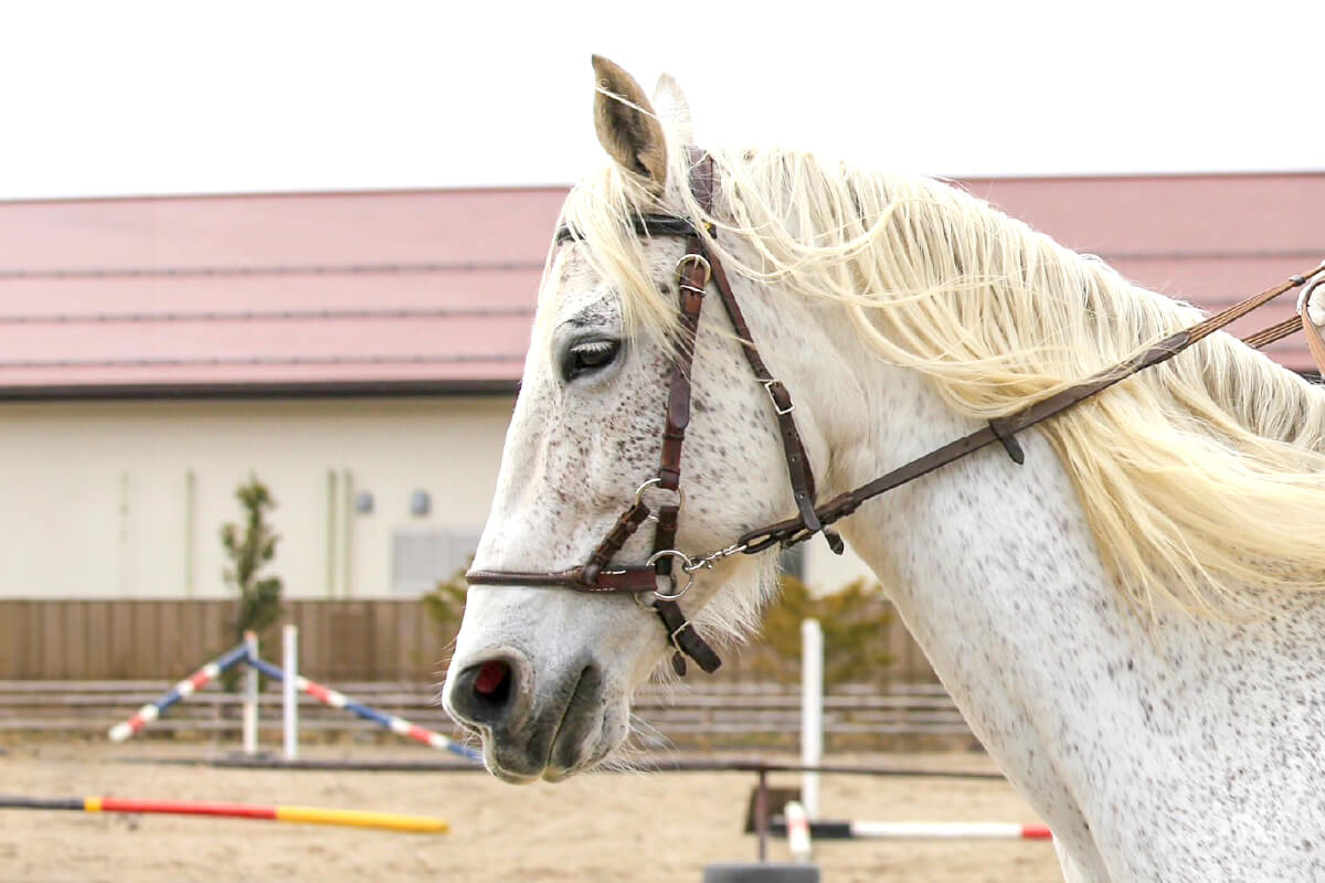乗馬レッスン